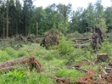 2022-05-20 - Tornado beim Sturmtief Emmelinde Solling - Steinlade bis Gehren (04)